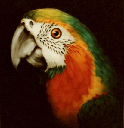 Amazon Parrot painted by Irene Graham