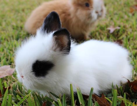 Lionhead dwarf sale rabbit for sale