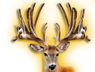 GLADIATOR 2 WHITETAIL BUCK