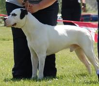 are american bulldogs akc registered