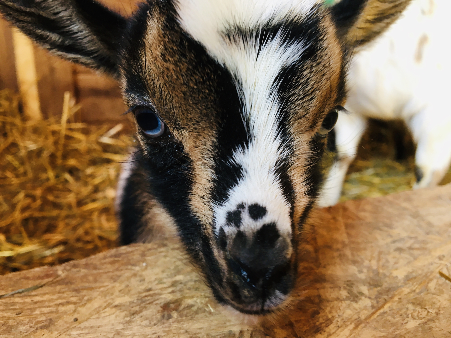 nigerian dwarf goats blue eyes