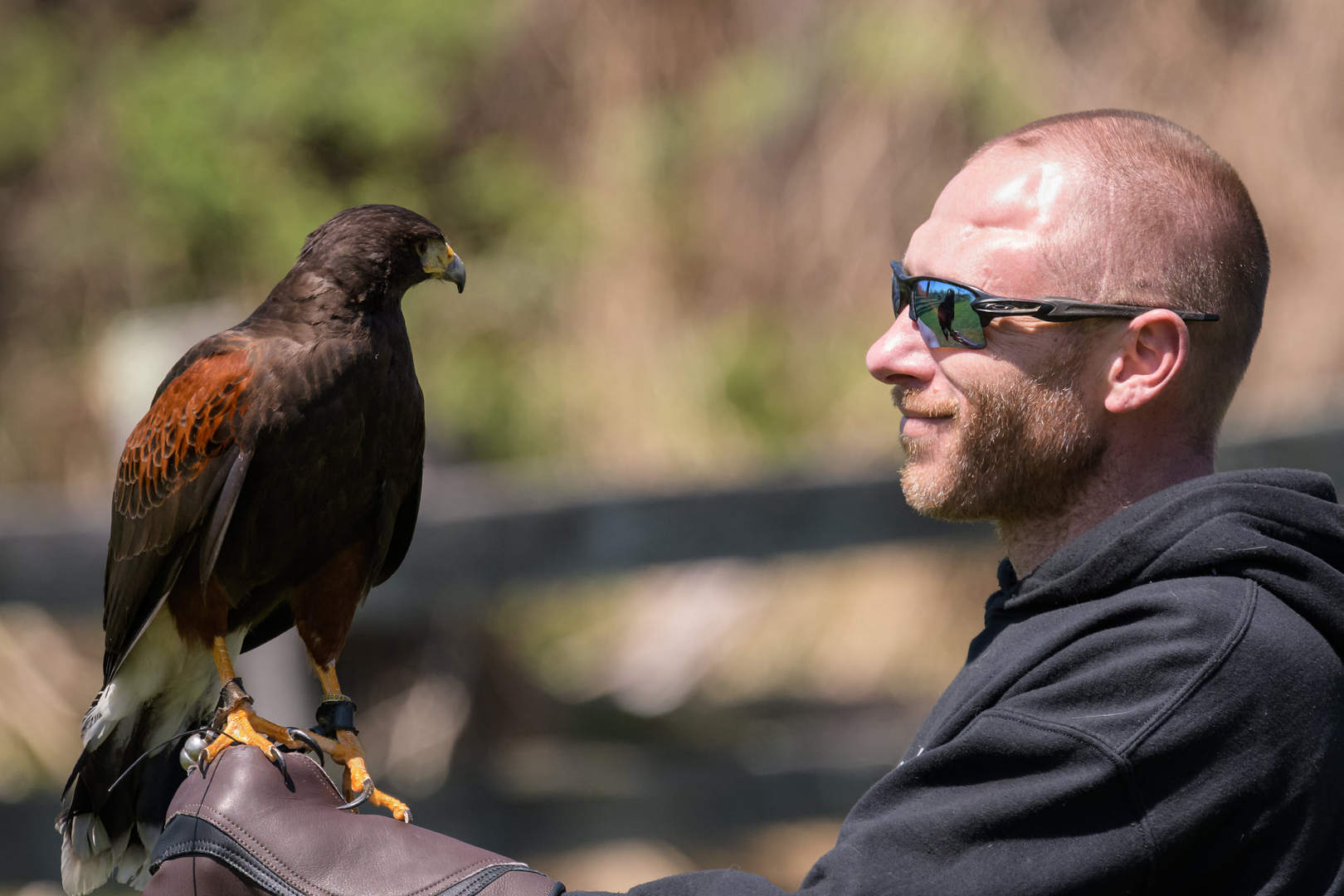 Birds of prey, masters of the skies