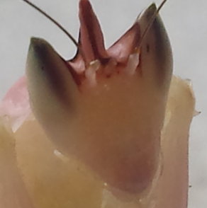 Mantis Man Me