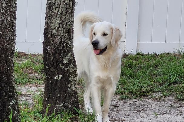 Shore english 2024 cream retrievers