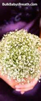 Gypsophila - Bulk Baby's Breath