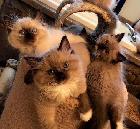 Ragdoll kittens, TICA registered, tradionals, mink, seal, blue, solids, Ragdoll  kittens for sale