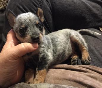 Miniature blue store heelers for sale