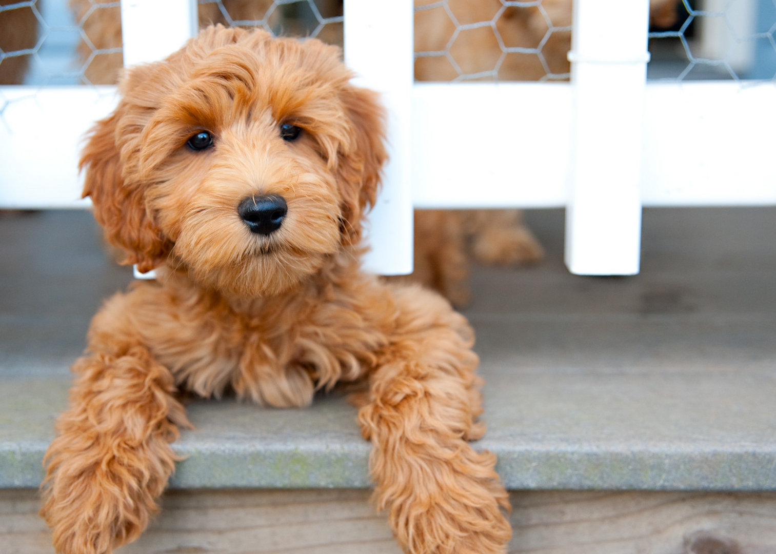 Puppies hypoallergenic sales for sale