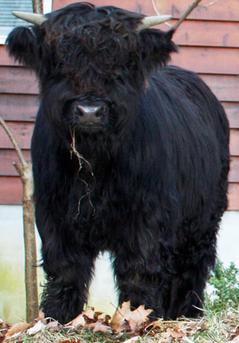Highland cattle black,Scottish highland cattle,Black highland cattle,Highland cattle, Highland calves