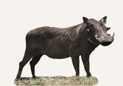 Central African Republic Warthog