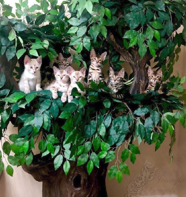 Cat Trees for Multiple Cats