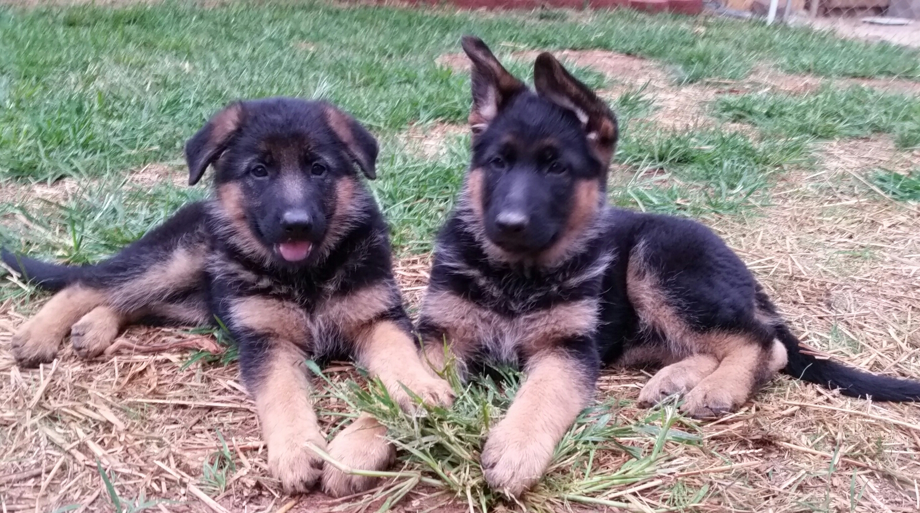 German shepherd puppies north 2024 east