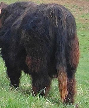 Scottish highland cattle, Highland cattle, Black highland cattle, Highland cattle calves