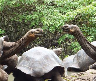 Giant tortoises at La Galapaguera