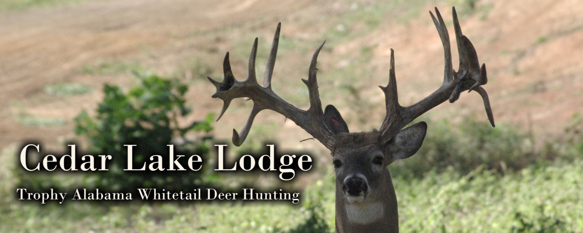 Cedar Lake Lodge Trophy Deer Hunting