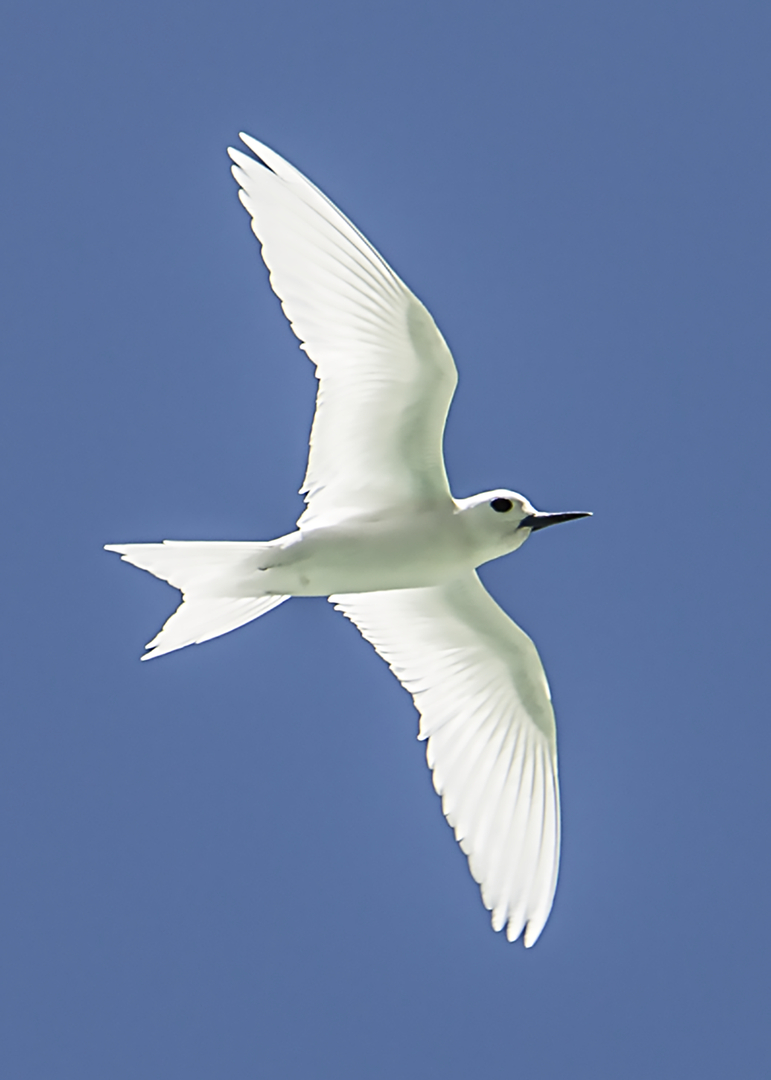  Birds　Dyynia Tyrannidae – Ornithology Collection