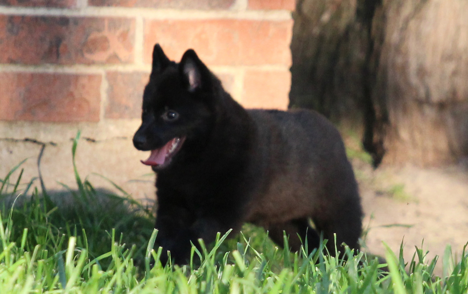 Safari schipperkes store