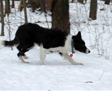 Geese Police of Western Pennsylvania PA Boarder Collie Stalking Canada geese with the eye