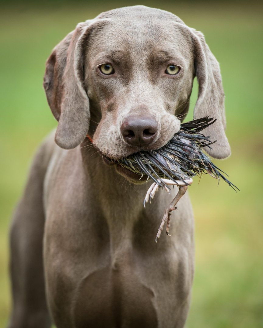 Akc german 2024 shorthaired pointer