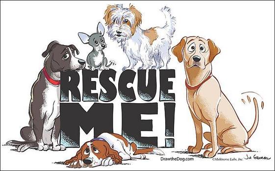 le Fonti dog rescue carlisle cumbria uk - Dog Rescue, Dog Adoption