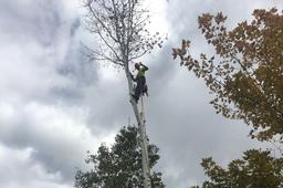 arborist, arbor, tree, cutting, removal