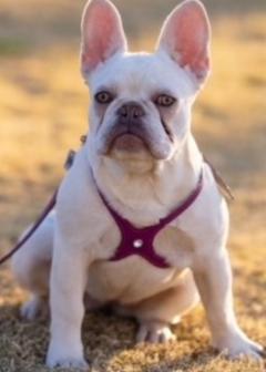 Fleek Frenchies  French Bulldogs for Sale – French Bulldogs for Sale