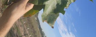 large green san antonio mexican sycamore leaf fast tree