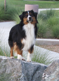 Miniature American Shepherd