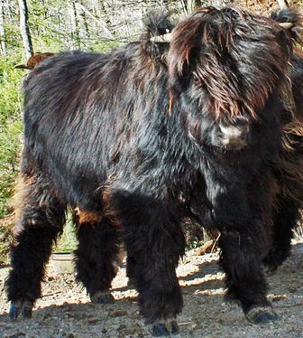 Highland cattle black,Scottish highland cattle,Black highland cattle,Highland cattle, Highland calves