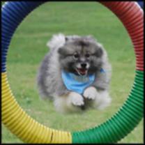 Dog jumping through ring at Woofa~Roo Pet Fest