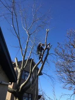 Commercial Tree Removal, Grimsby Tree Services, Climber in tree grimsby beach