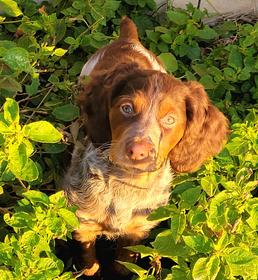 French brittany spaniel hot sale puppies for sale