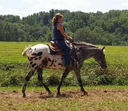 Triple M Stable, Council Bluffs, IA- Intermediate Riding Lessons