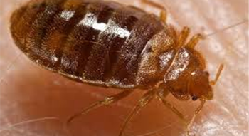 Bed Bug pest Control bakersfield
