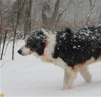 Geese Police of Western Pennsylvania PA boarder collie stalking canada geese in snowy woods