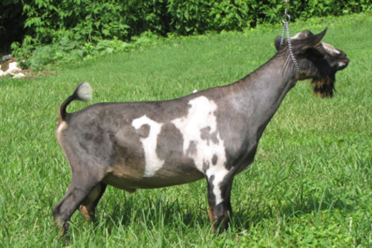 Justus, Nigerian Dwarf goat, at my peeps farm