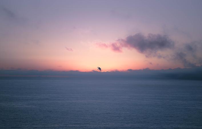 flying bird over ocean pink sunset