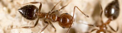 Ant Control Bakersfield, Pest Control Bakersfield
