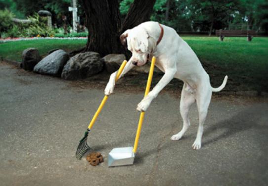 Local Pet Cleanup Service in Edinburg Mission McAllen TX RGV Janitorial Services