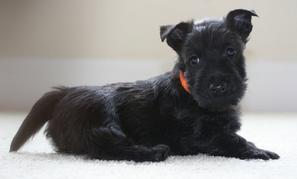 Links of Interest to Scottish Terrier Owners breeder referral