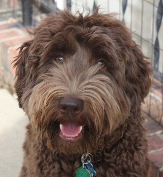 Annahoeve labradoodle sale