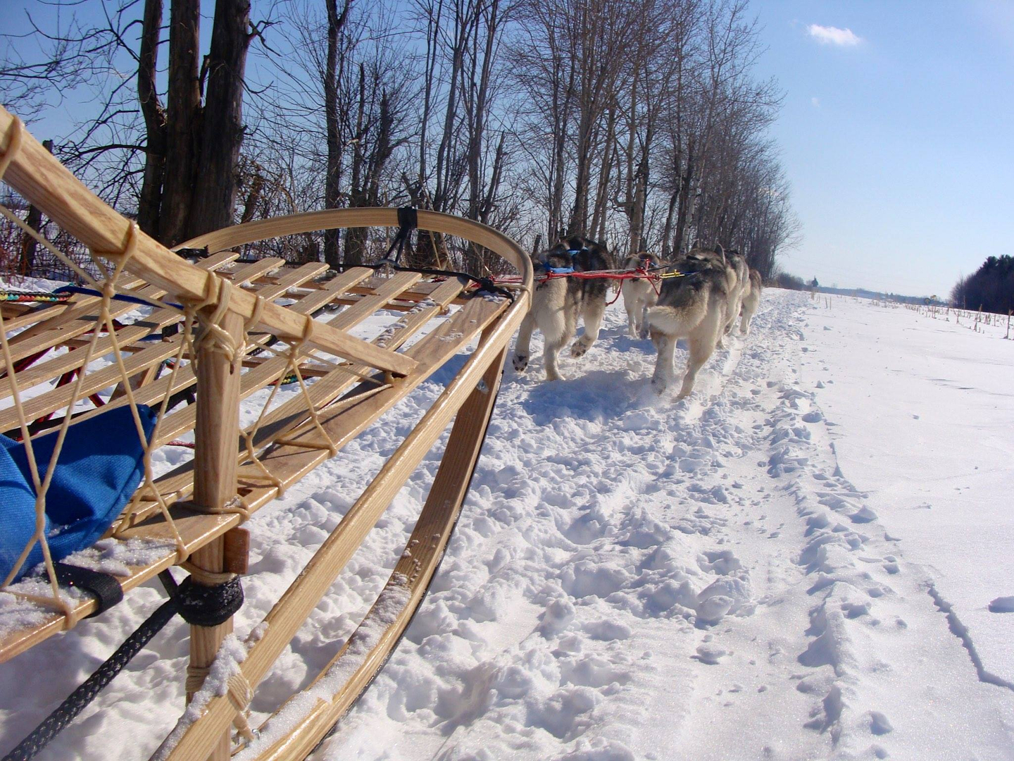 Dog sleds best sale for sale