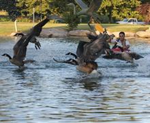 Geese Police of Western Pennsylvania PA Kayak on water chasing Canada geese