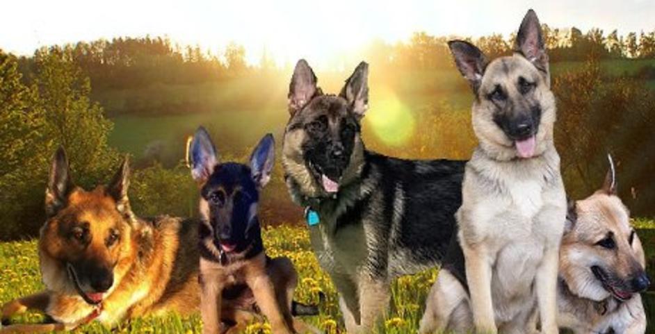 German best sale shepherd rehoming