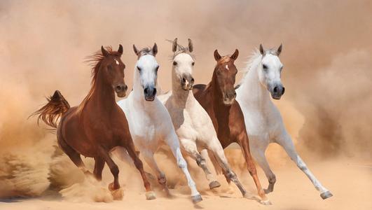 Arabian Horse History