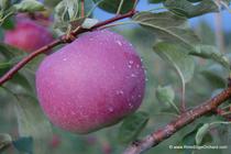 Rim's Edge Orchard Pick Your Own Paula Red Apple