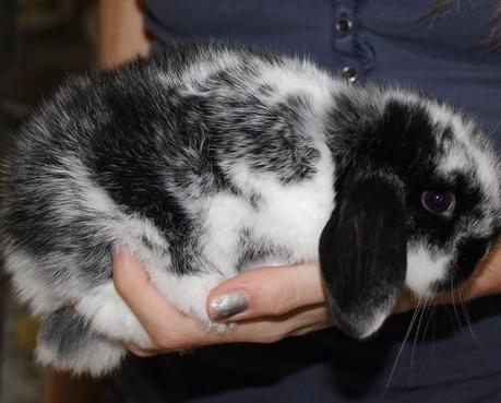 lionhead rabbit black and white