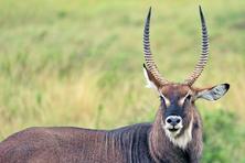 Antelope Gazelle Water Buck Dik Dik pictures from Tanzania