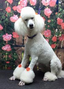 Poodle with store bow in hair