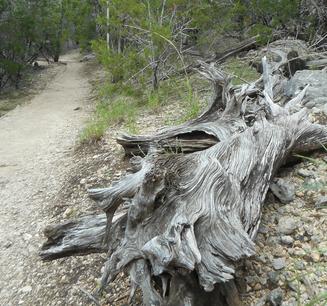 Photograph of log along trail